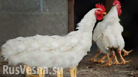 В магазине Харькова нашли курицу с четырьмя лапами (ФОТО, ВИДЕО)