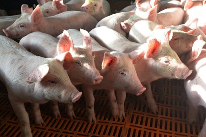 Активист захотел спасти свинью от убоя и не смог